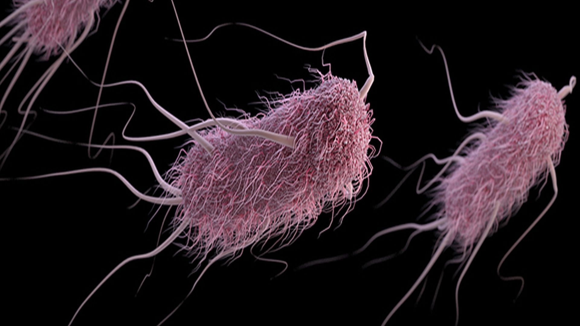 การติดเชื้อ Escherichia coli: สาเหตุอาการและการรักษา