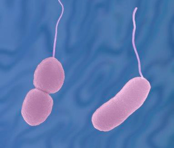 Vibrio parahaemolyticus คืออะไร