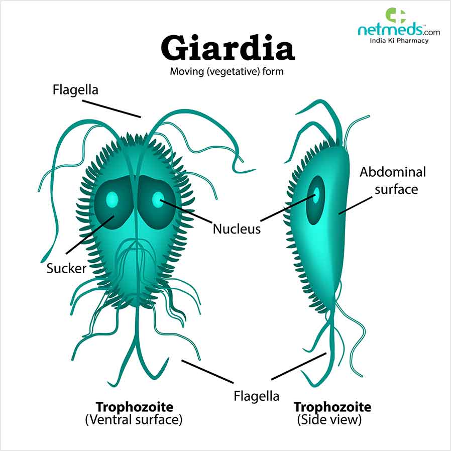 การติดเชื้อ Giardia: สาเหตุอาการและการรักษา