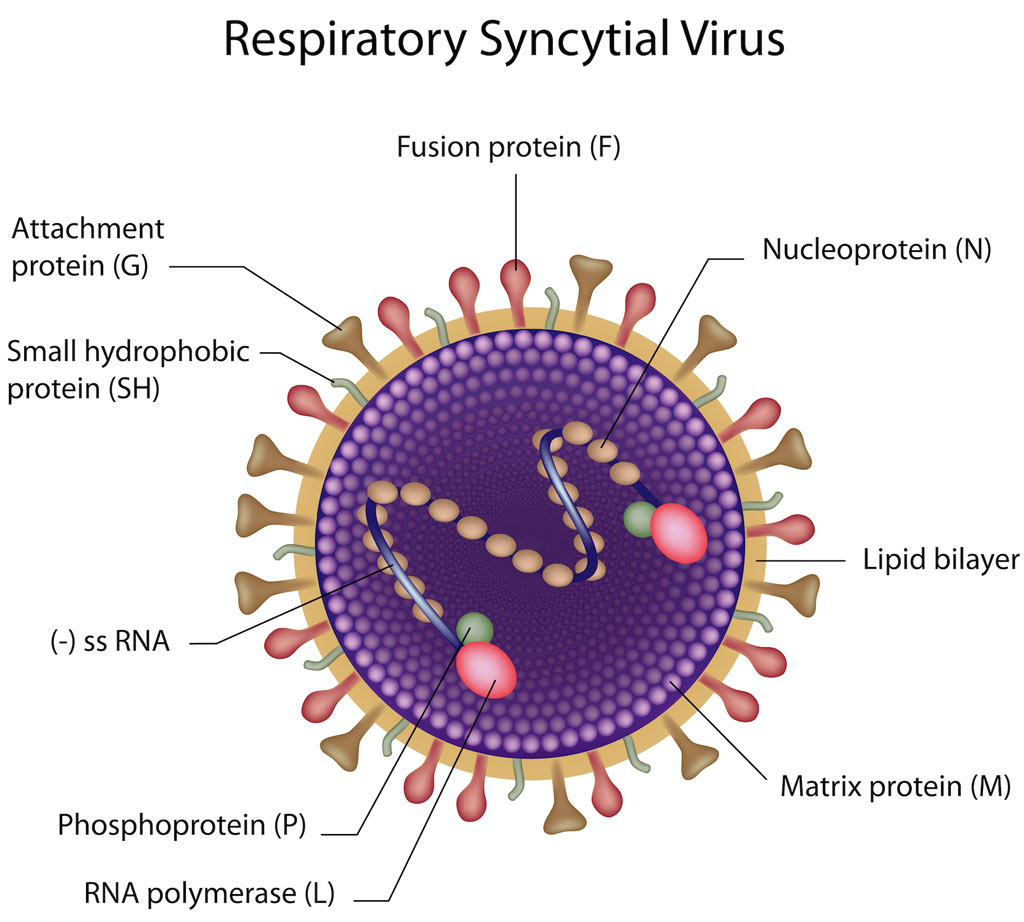ไวรัสซินไซติกระบบทางเดินหายใจ (RSV)